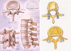 Imágenes tomadas del Netter, para observar la relación entre pedículos, apófisis articulares y apófisis transversas