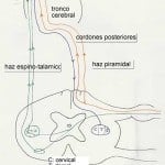 docencia-pregraduados-facultad de medicina uam- esquema-vias-medulares-importantes
