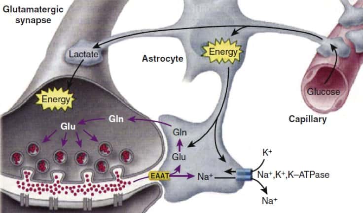 neurmonitorización- flujo quimico energetico
