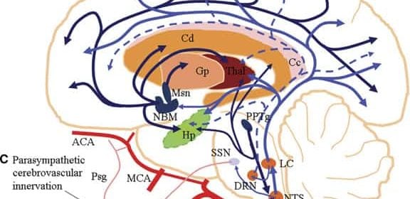 emv-epilepsia
