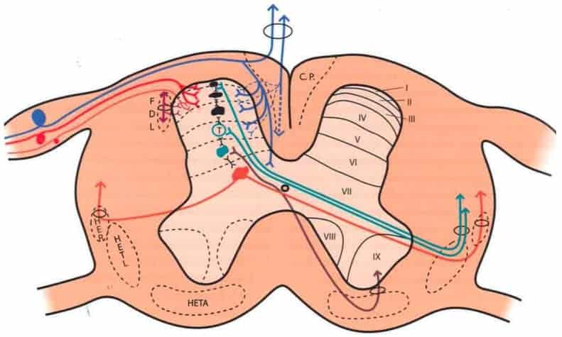 Distribution of afferent pathways in the spinal cord