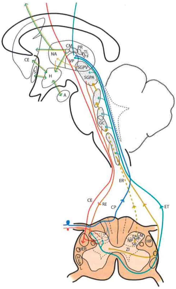 Diagram of the distribution of the main sensory pathways involved in pain perception and control