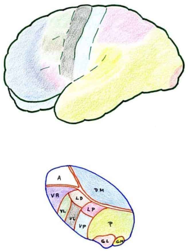 Anatomical–functional correlation between the thalamus and cerebral cortex