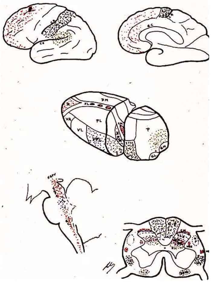 Area distribution according to the neurotransmitters involved