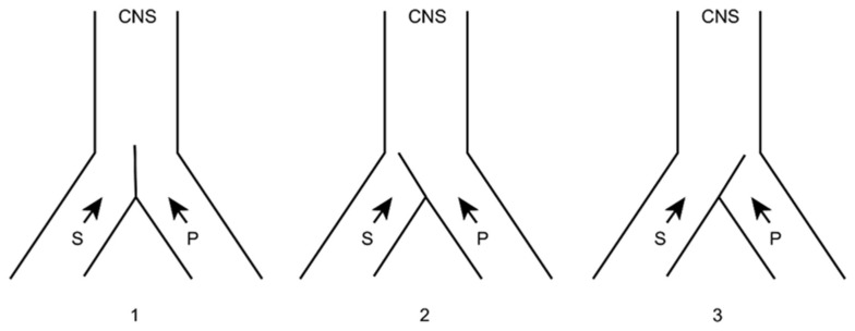 Melzack and Wall gate control theory