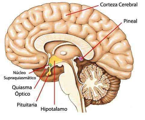 Figura 2.- Anatomia-tumores pineales