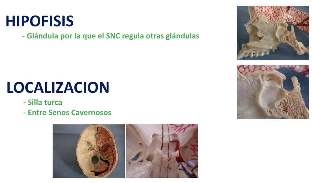 Figura 02-adenoma de hipofisis-anatomia.