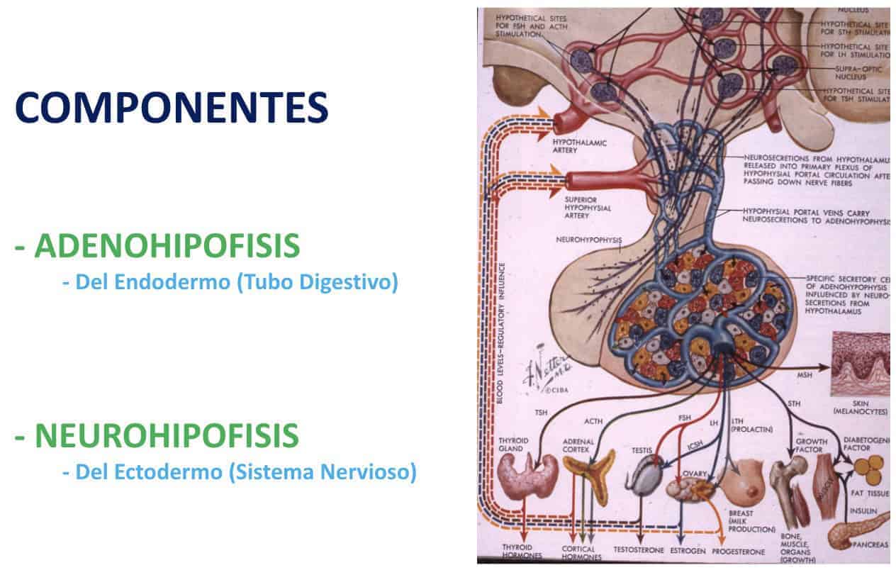 Figura 04-seno cavernoso es una estructura anatómica venosa muy compleja -hipofisis-anatomia.
