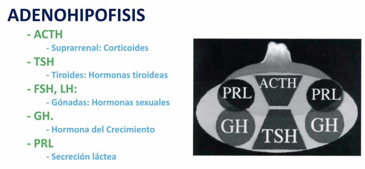 Figura 05-adenoma de hipofisis-fisiología.