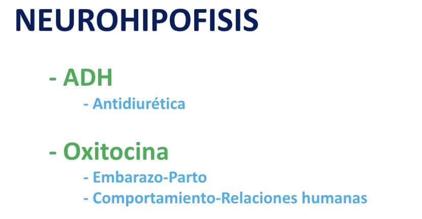 Figura 06- Neurohipófisis- hipofisis-fisiología.
