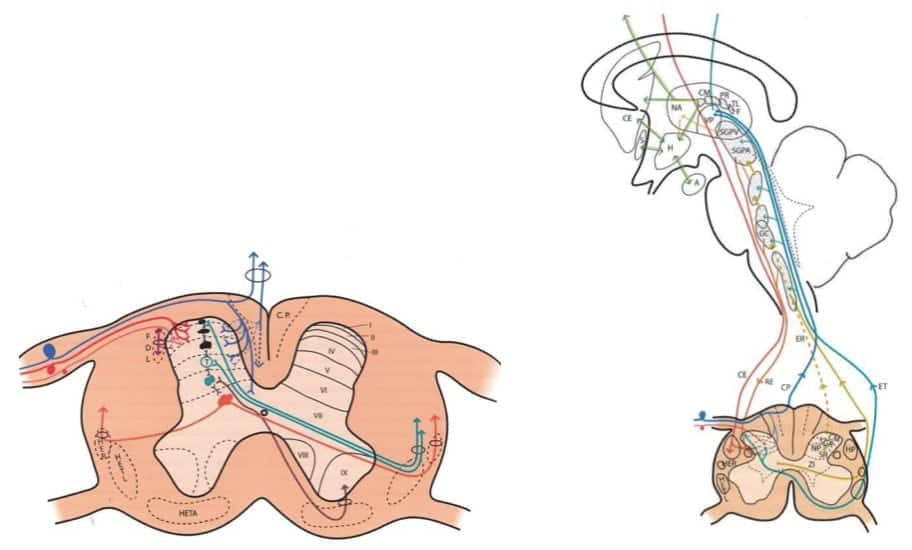 Anatomia tumores intramedulares