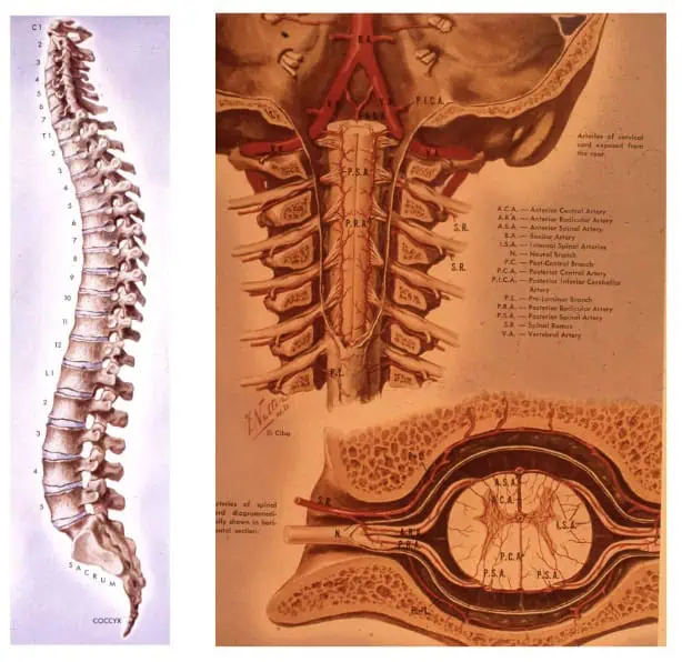 Figura 04.- recuerdo anatomo-funcional-anatomia medular-tumores intradurales extramedulares