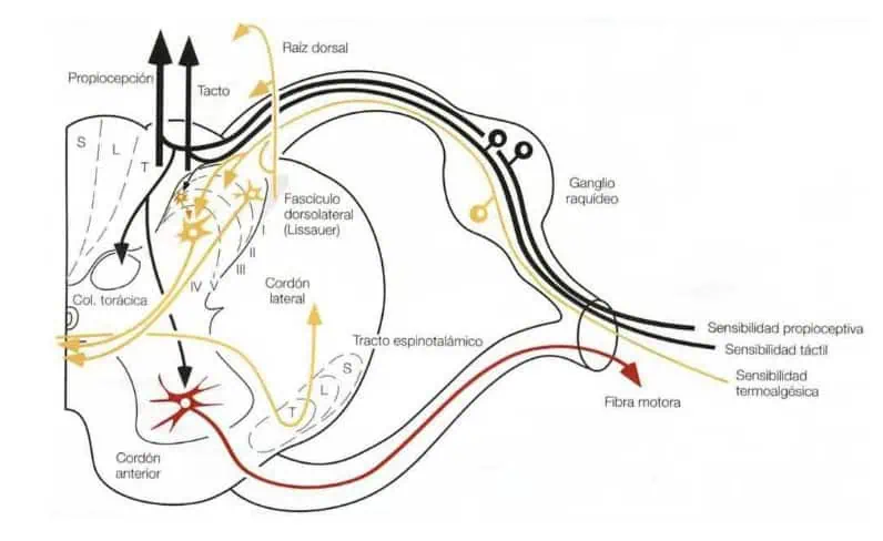 Figura 06.- recuerdo anatomo-funcional-anatomia medular-Tumores Intradurales Extramedulares