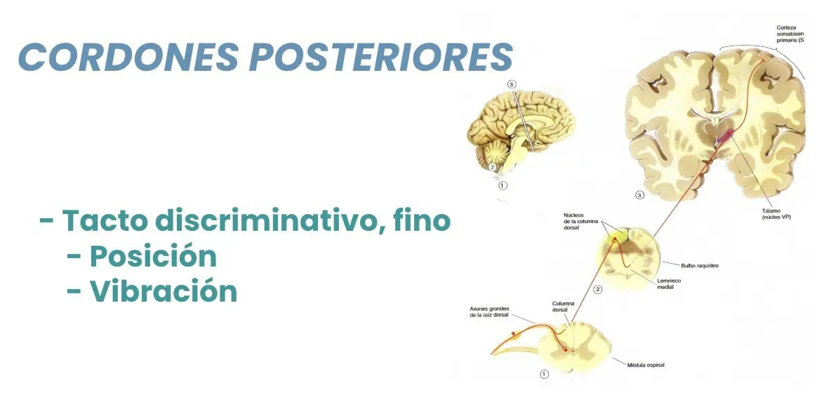 Figura 08.- recuerdo anatomo-funcional-anatomia medular-Tumores Intradurales Extramedulares