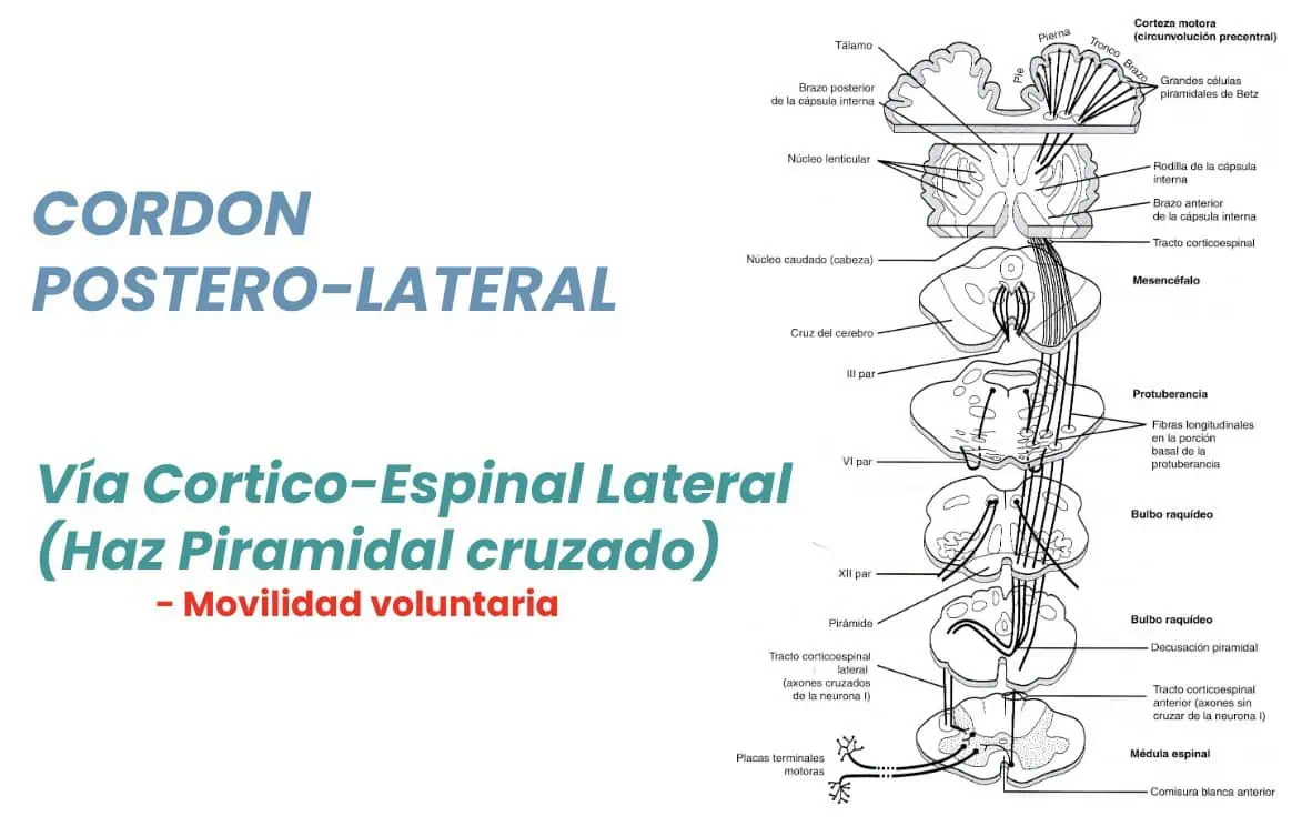 Figura 09.- recuerdo anatomo-funcional-anatomia medular