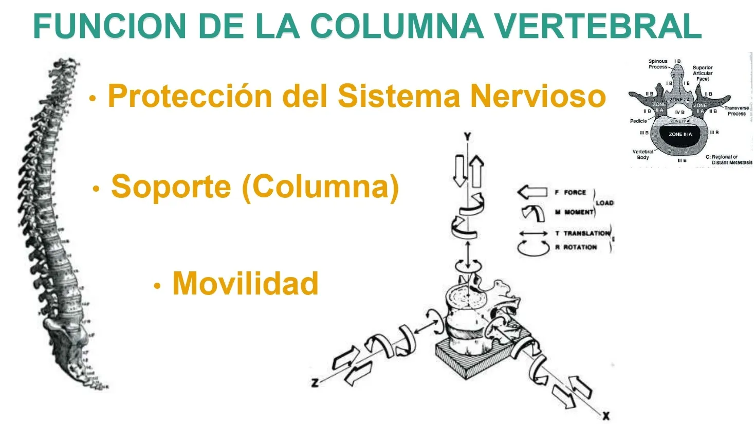Figura 2.- Funciones columna vertebral