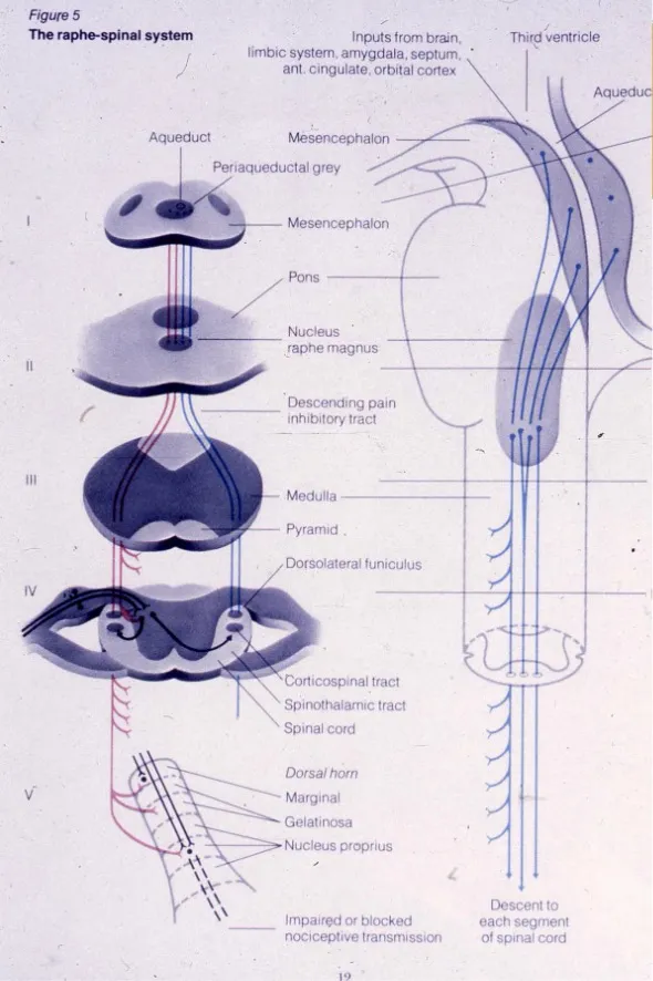 Vías ascendentes del componente afectivo-emocional: tracto espino-reticular (sustancia reticular medular, láminas V-VIII, no localiza dolor, actúa sobre mecanismos viscerales autonómicos), tracto espino-mesencefálico (sustancia gris periacueductal, distribución somatotópica), tracto espino-talámico ventral (VPL y complejo posterior), sistema ascendente multisináptico, hipotálamo, tálamo medial y sistema límbico.