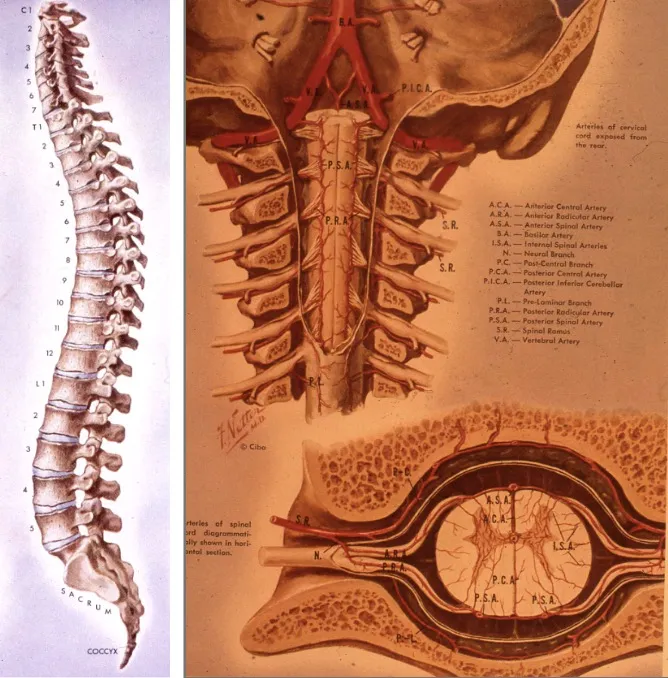Figura 1.- La columna vertebral protege la médula espinal; las raíces nerviosas salen por los agujeros de conjunción para formar después los plexos y nervios periféricos.