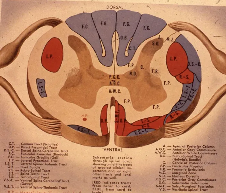 Figura 3.- Corte axial medular: en el centro la sustancia gris en forma de astas; alrededor, la sustancia blanca con los principales cordones (cordones posteriores, haz espino-talámico y haz piramidal).