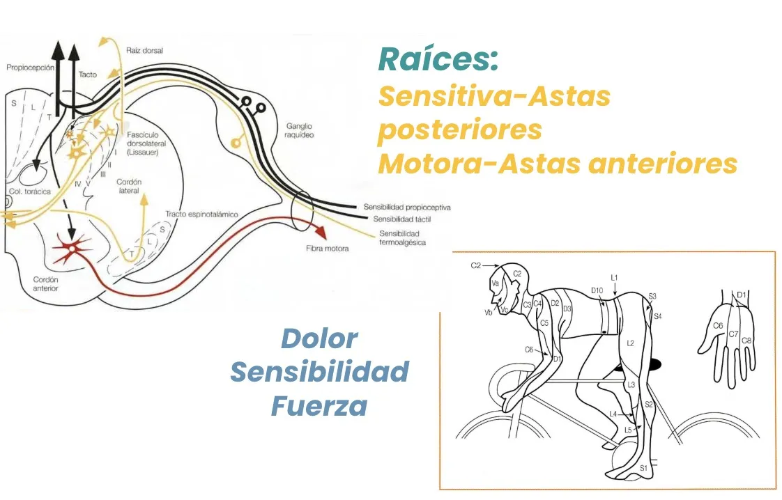 Figura 4.- Anatomía y función de las raíces medulares, con sus distintos tipos de fibras.