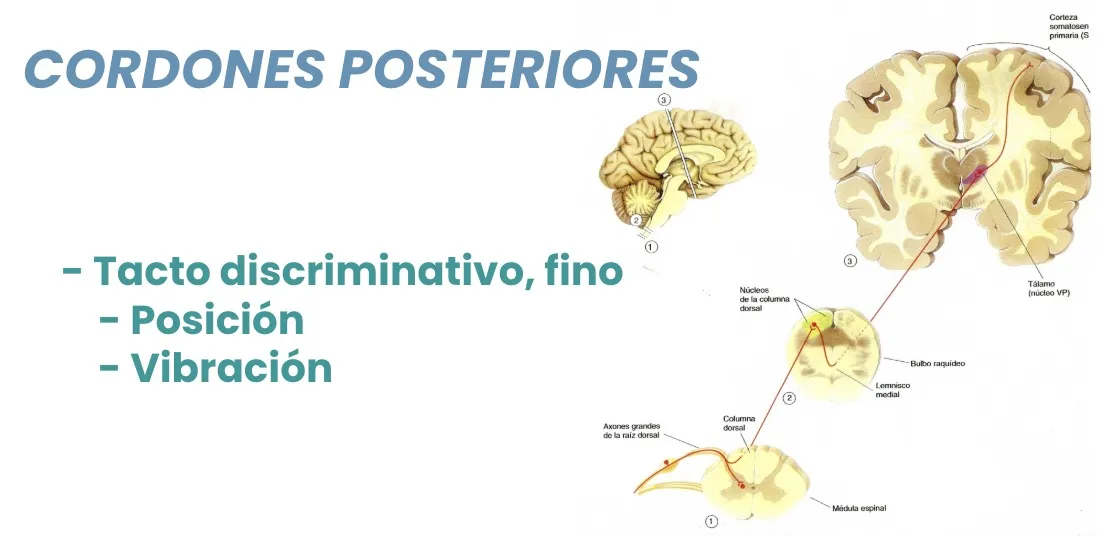 Figura 6.- Cordones posteriores: vía de la sensibilidad profunda y del tacto discriminativo.