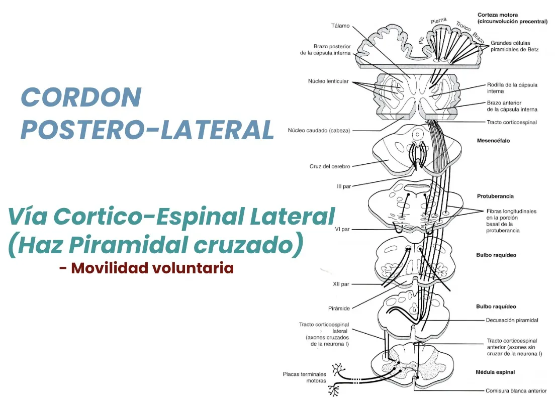 Figura 7.- Haz piramidal cruzado: vía cortico-espinal lateral responsable de la movilidad voluntaria.