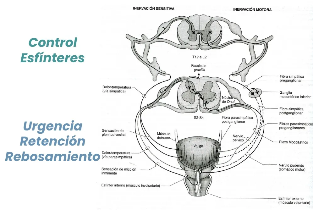 Figura 8.- Control de esfínteres: urgencia, retención y rebosamiento como manifestaciones clínicas.
