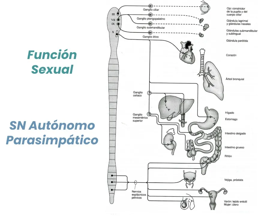 Figura 9.- Circuitos de la función sexual y el sistema nervioso autónomo a nivel del cono medular.