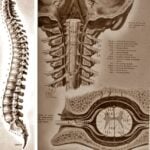 sindrome-seccion-medular