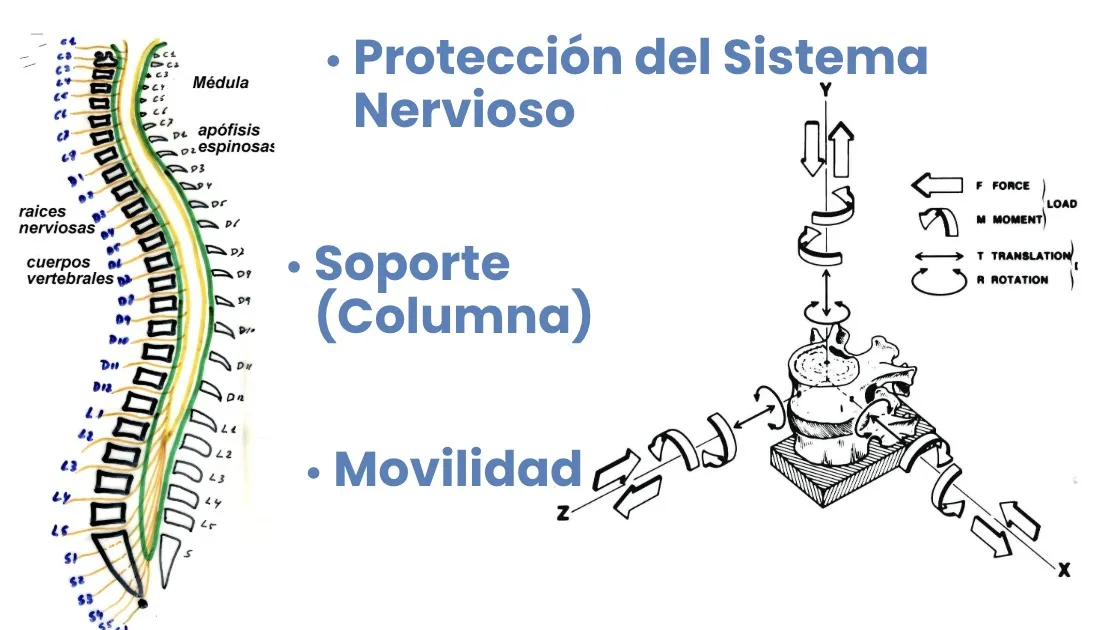 Figura 26.- Las tres funciones de la columna vertebral: protección del sistema nervioso, soporte y movilidad
